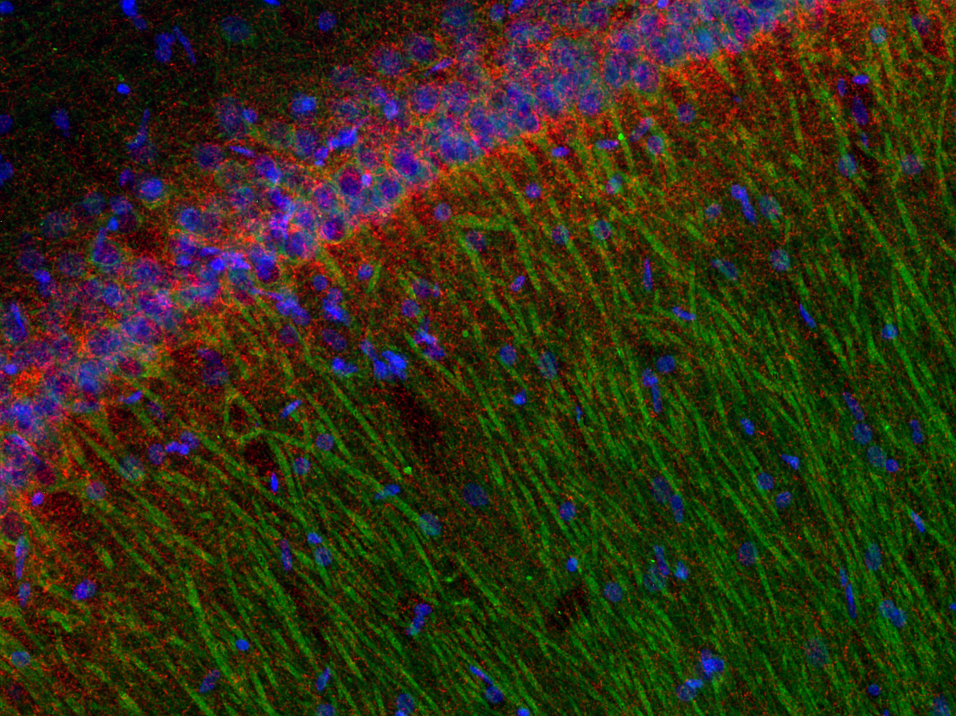 Cannabinoid receptor CB1-R Recombinant rabbit - image 3