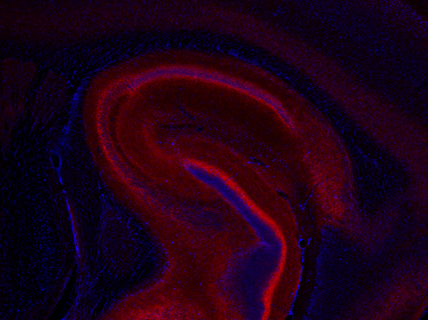 Cannabinoid receptor CB1-R Recombinant chicken - image 2