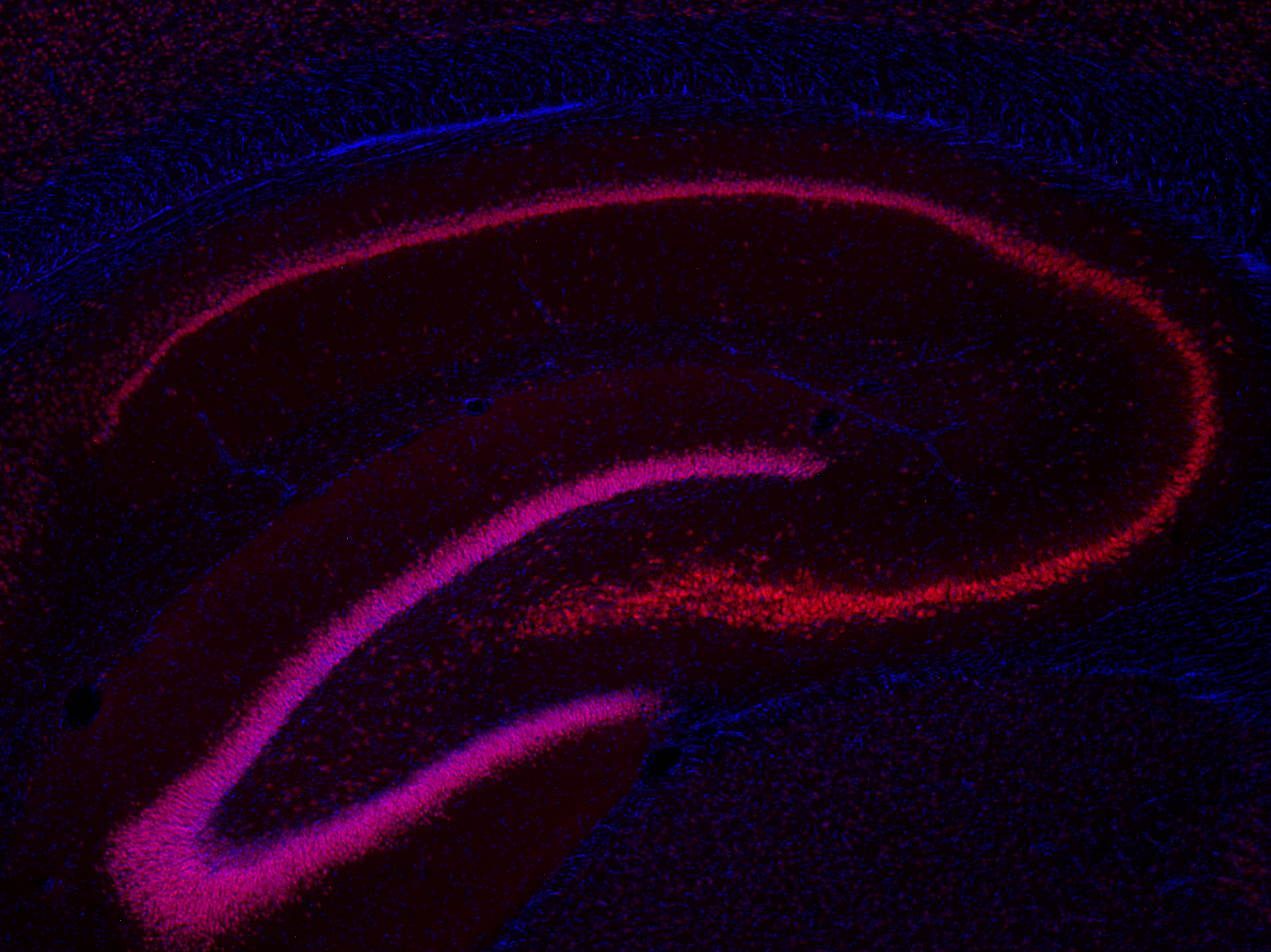 NeuN Recombinant rabbit - image 3