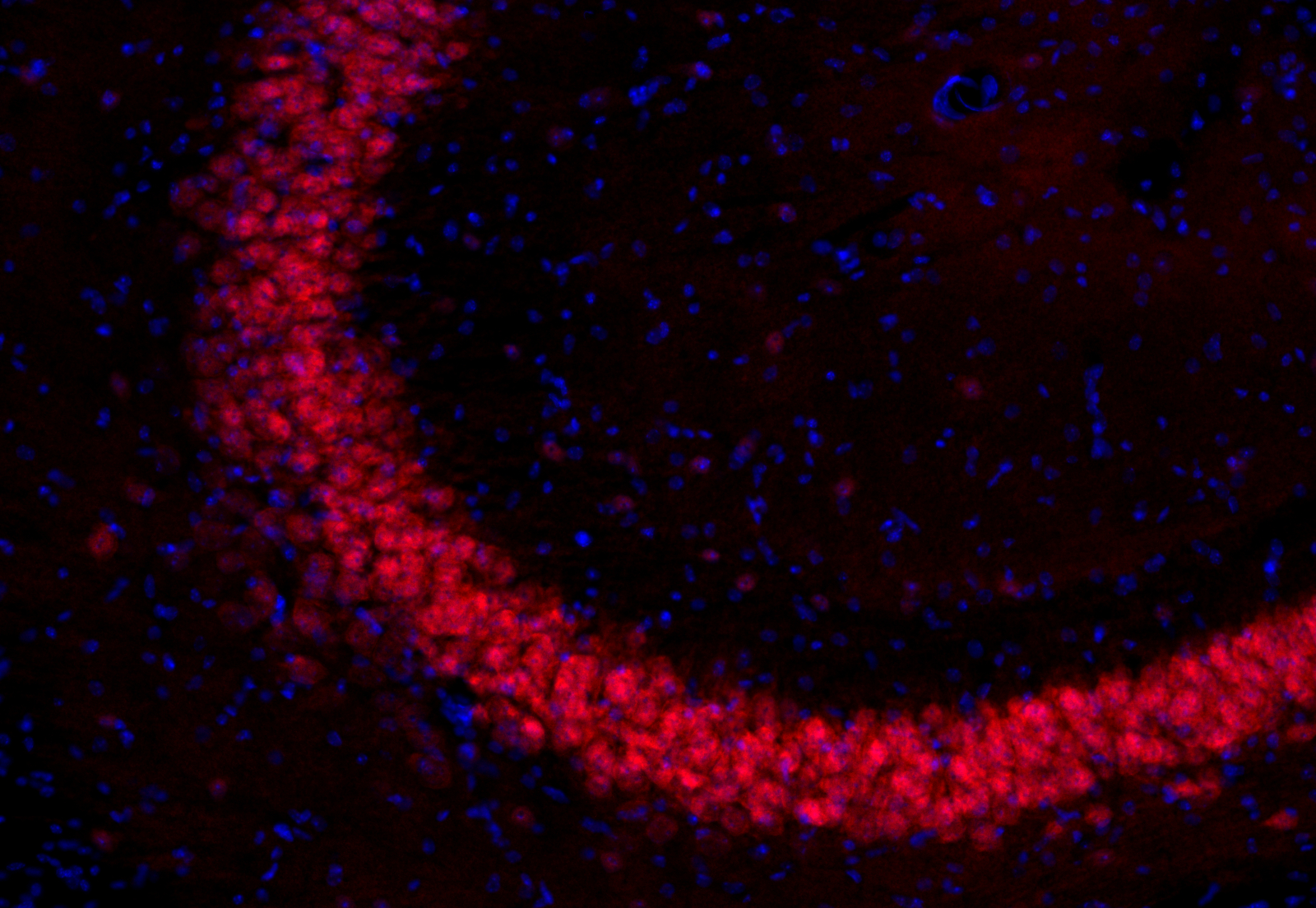 NeuN Recombinant rabbit - image 2