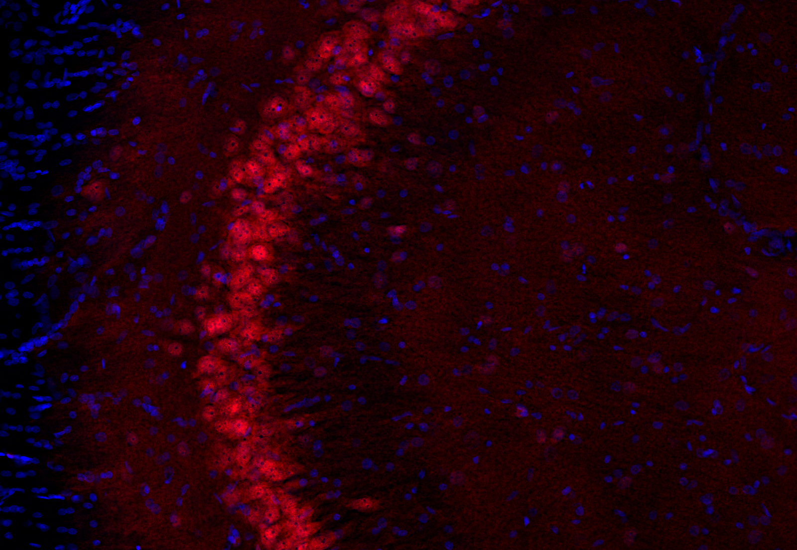 NeuN Recombinant rabbit - image 3