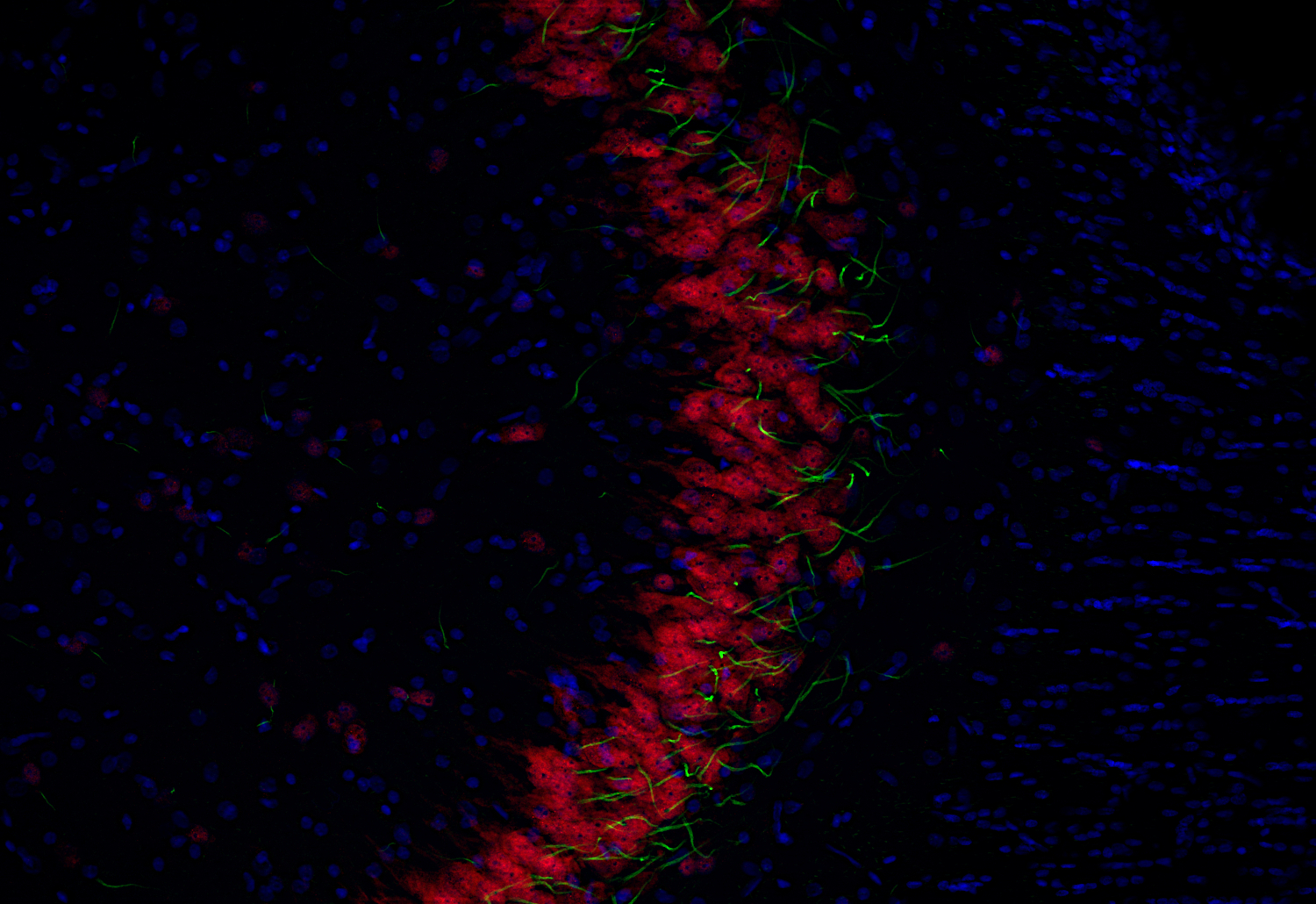 NeuN, Recombinant chicken