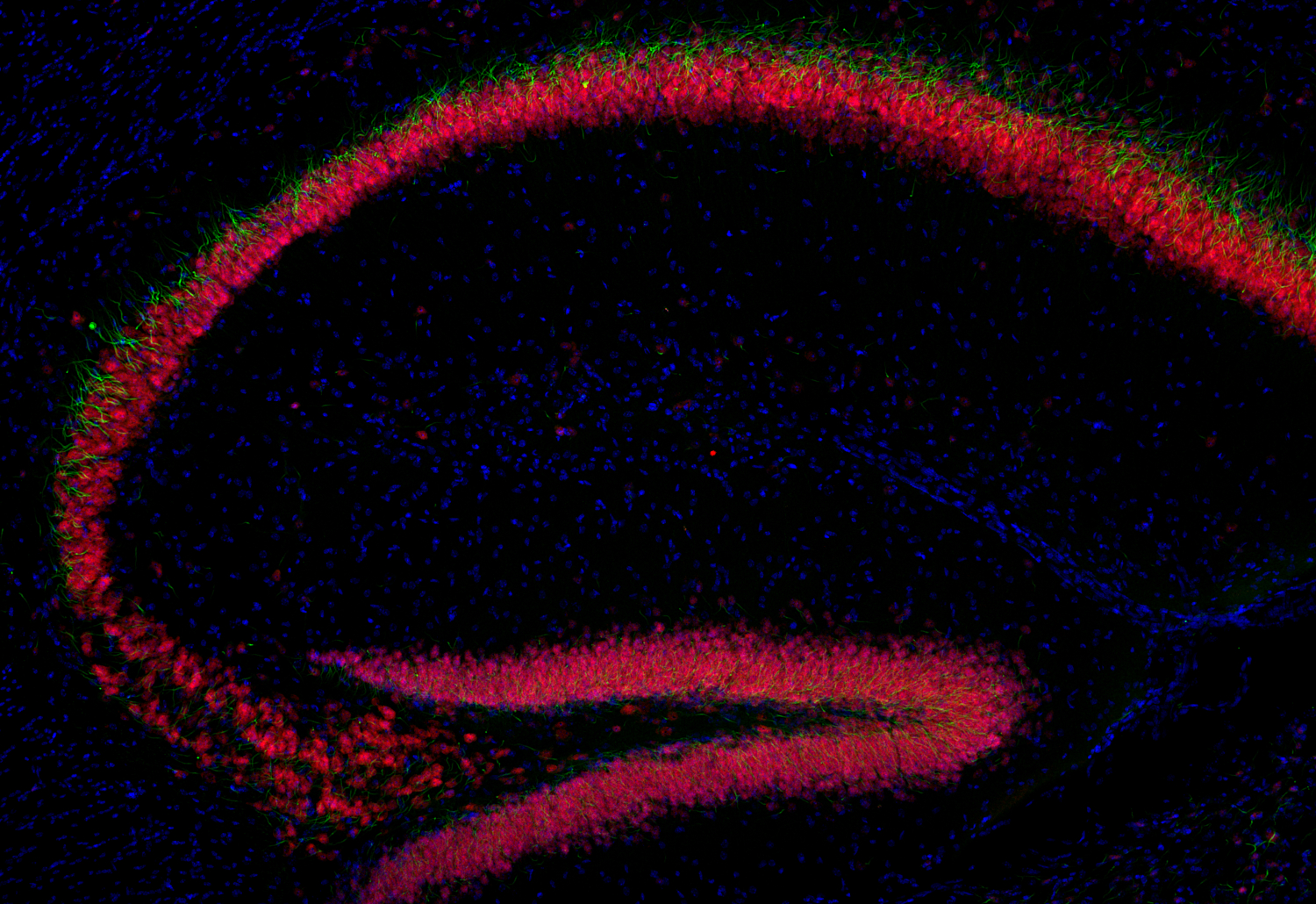 NeuN, Recombinant chicken