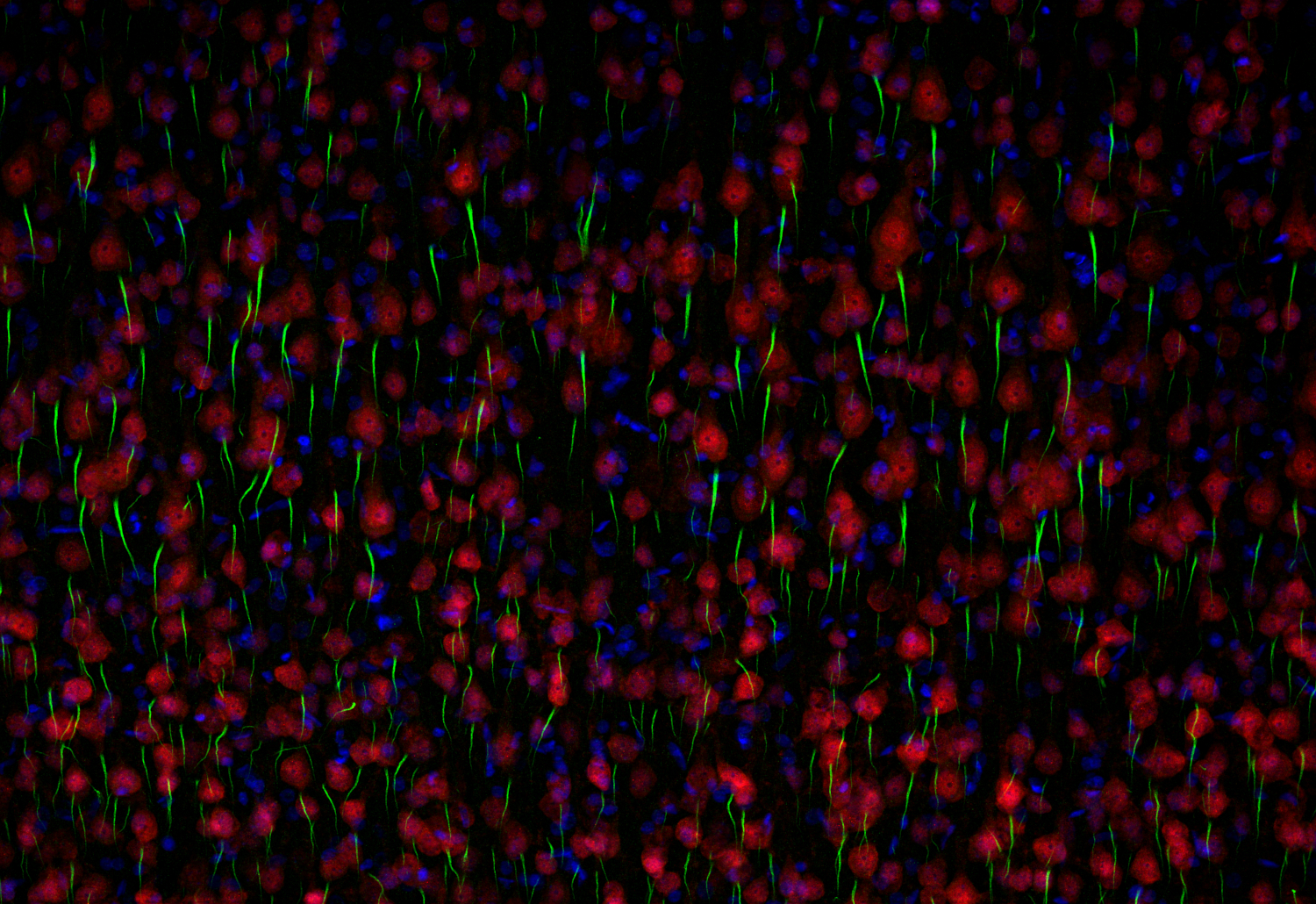 NeuN, Recombinant chicken