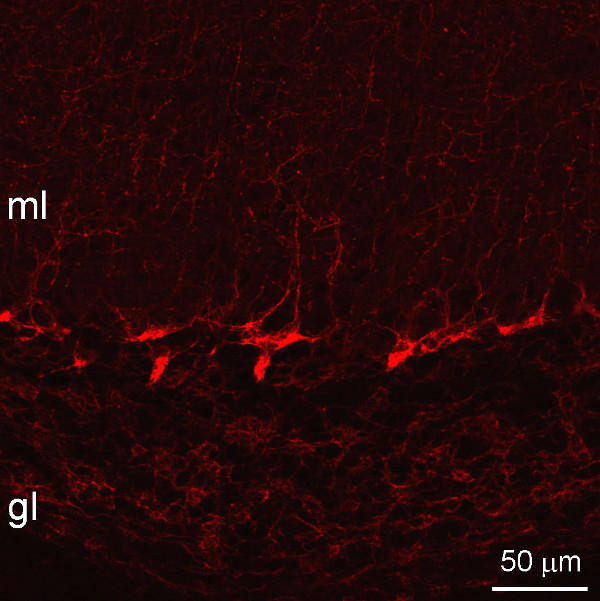 GABA transporter1 Polyclonal Guinea pig antiserum - image 3