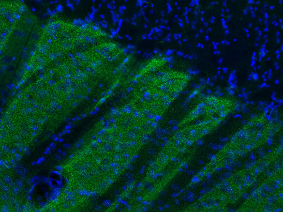 DAT Polyclonal chicken purified antibody - image 2