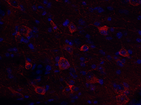 COX4 Polyclonal rabbit antiserum - image 3
