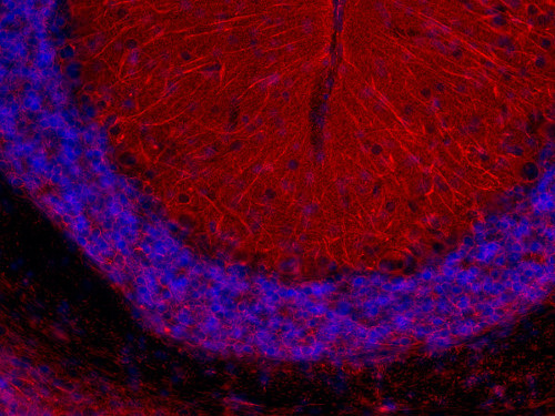 alpha-Tubulin Recombinant rabbit - image 4