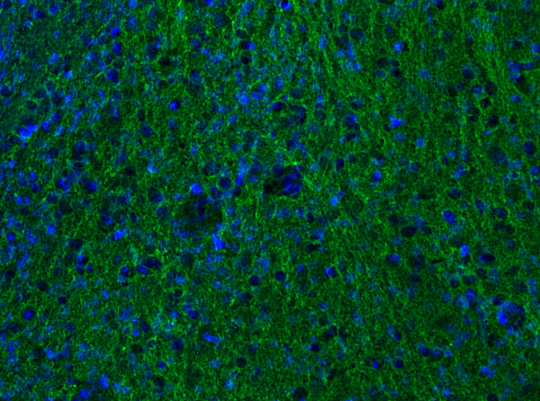 alpha-Tubulin Recombinant mouse - image 3