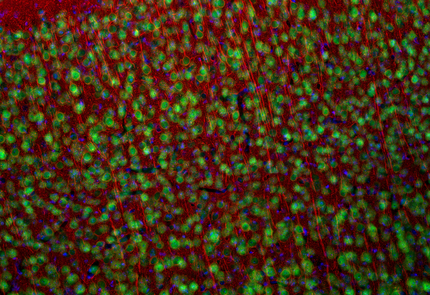 alpha-Tubulin Recombinant rabbit - image 5