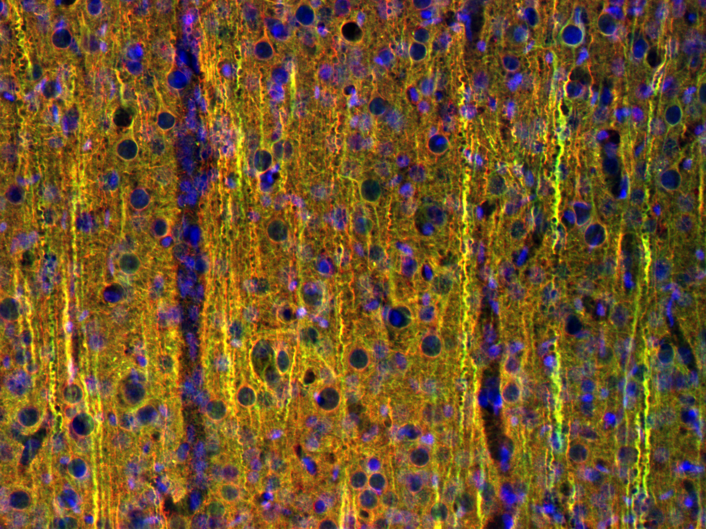 alpha-Tubulin Recombinant Guinea pig - image 5