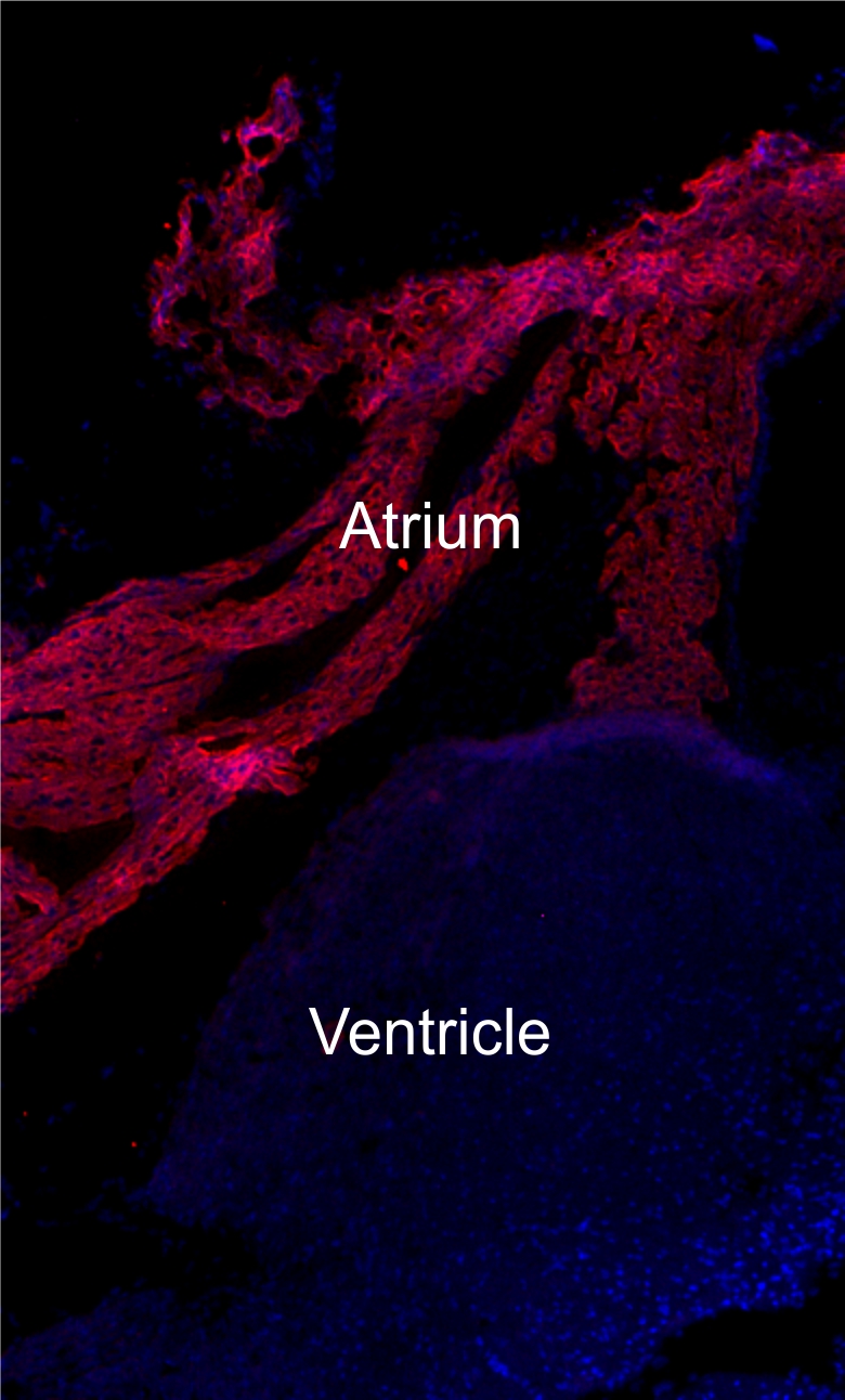 MLC-2A Recombinant rabbit - image 2