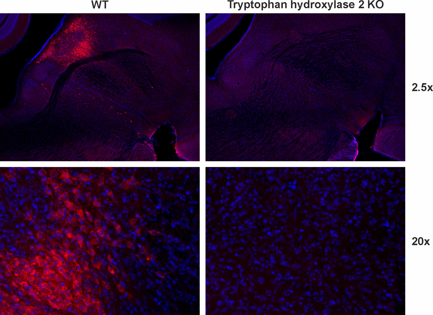 Tryptophan hydroxylase2 Recombinant rabbit - image 1