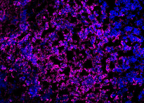 CD4, Polyclonal Guinea pig antiserum