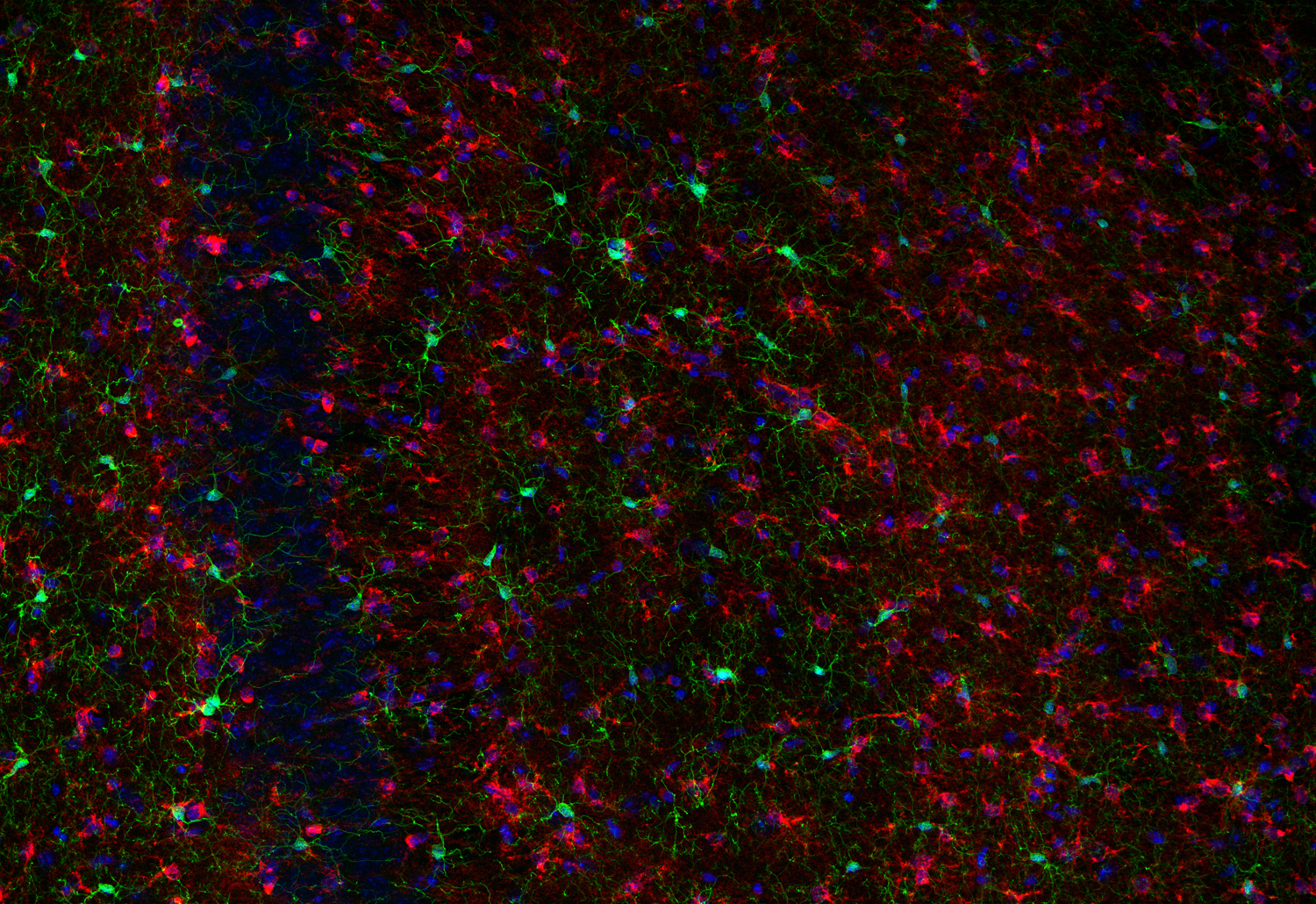 Glutamine synthetase Recombinant rabbit - image 4