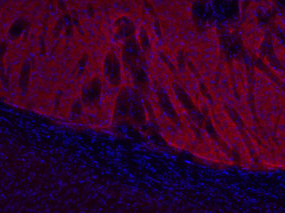 Dopamine receptor D1 Polyclonal rabbit antiserum - image 1
