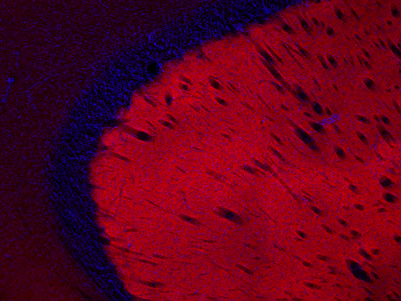 Dopamine receptor D1 Polyclonal rabbit antiserum - image 2