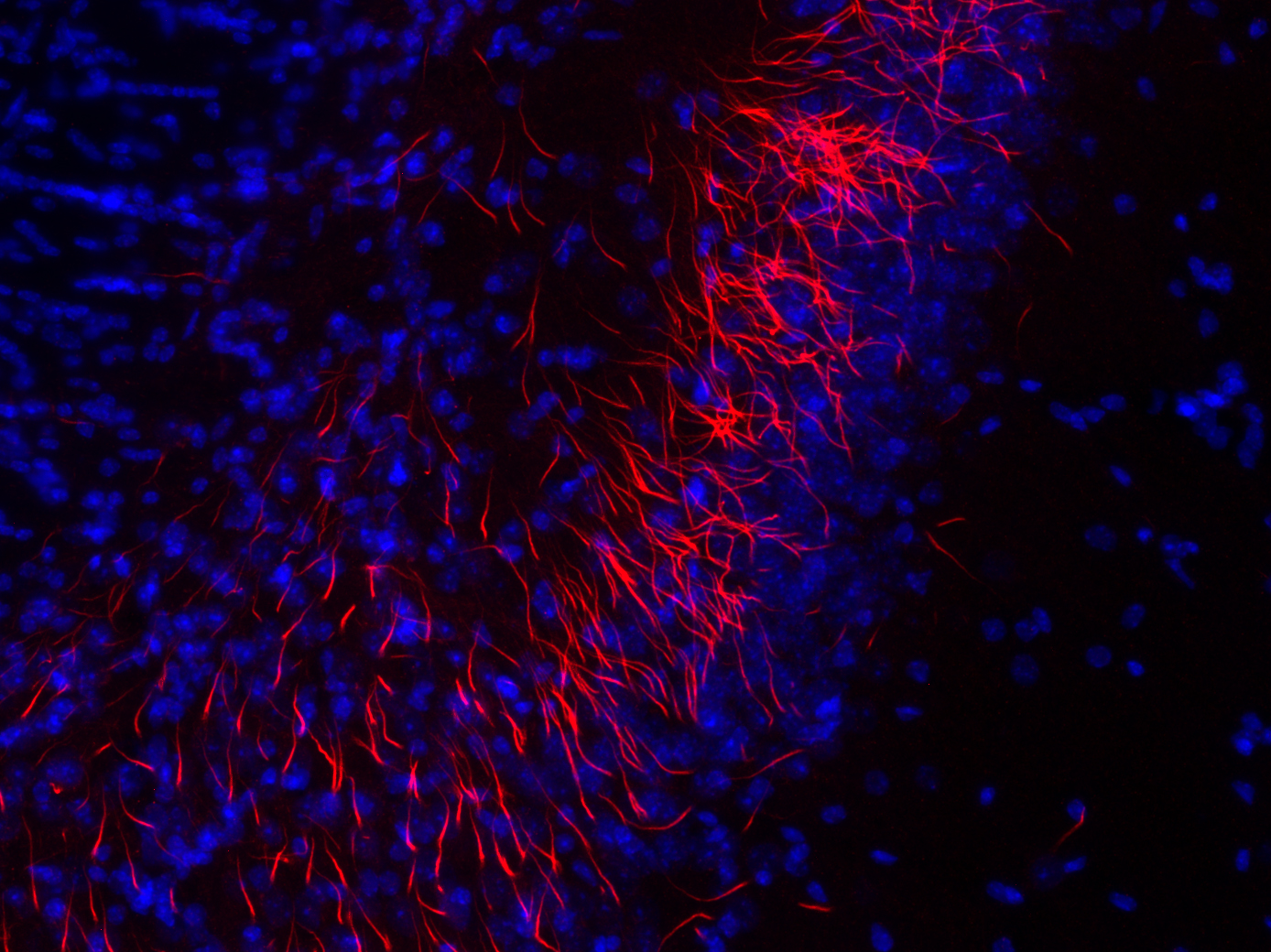 TRIM46 Recombinant rabbit - image 2