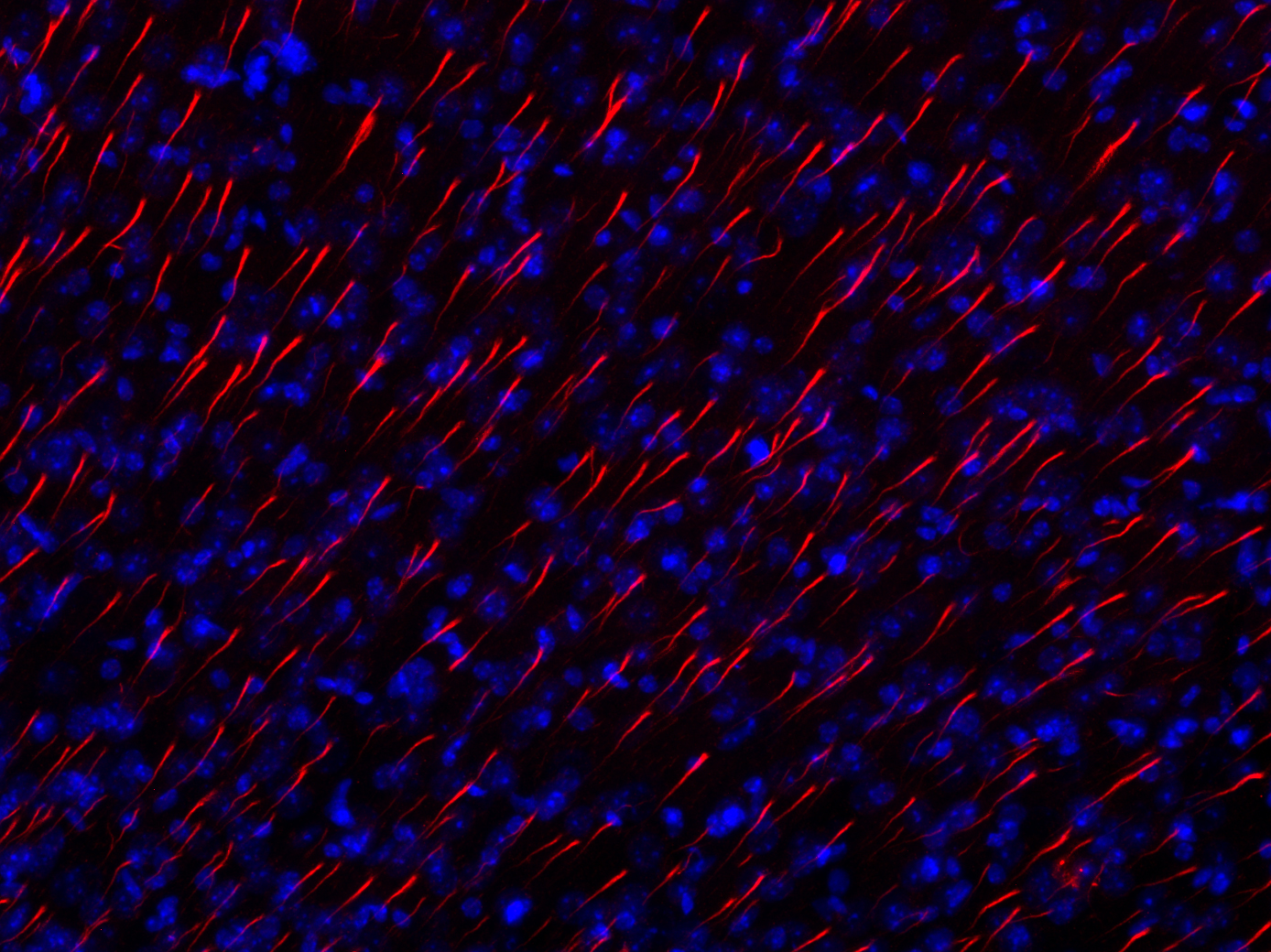 TRIM46 Recombinant rabbit - image 3