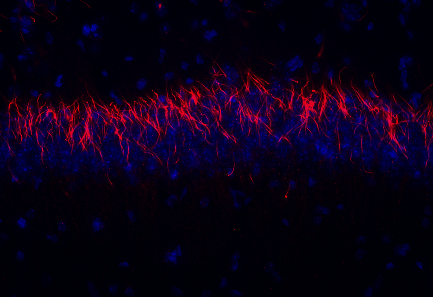 TRIM46 Recombinant chicken - image 2