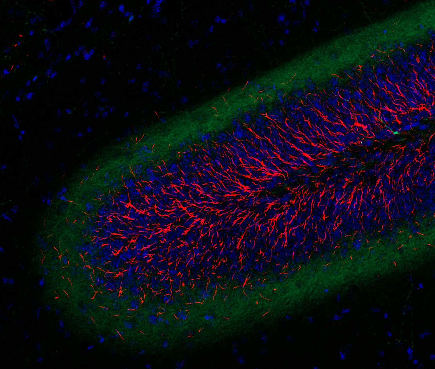 TRIM46 Recombinant chicken - image 3