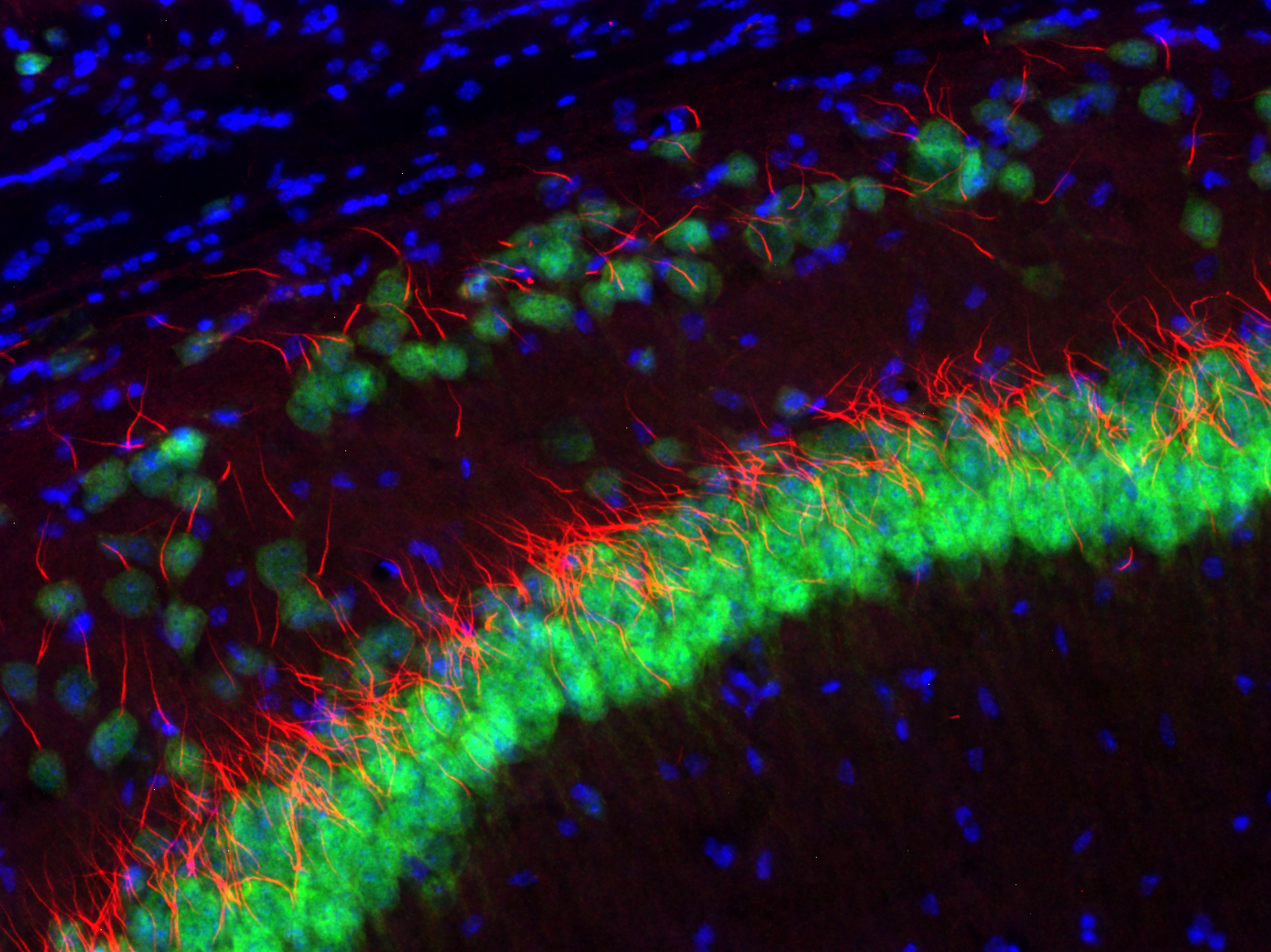 TRIM46 Recombinant Guinea pig - image 2
