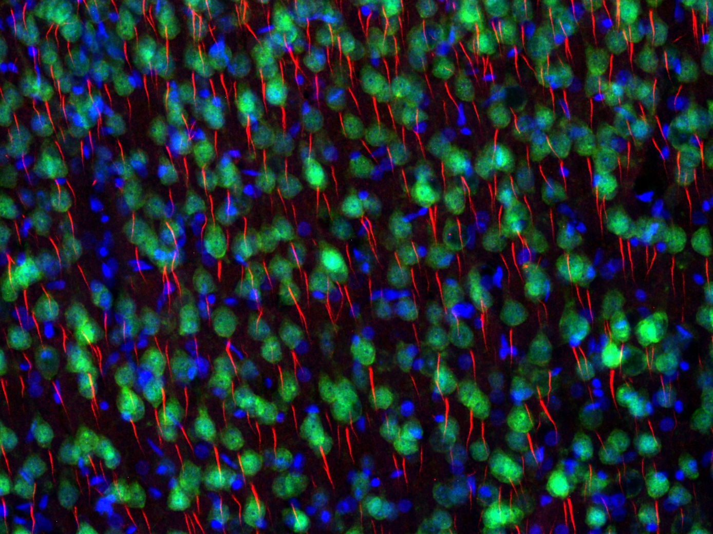 TRIM46 Recombinant Guinea pig - image 3
