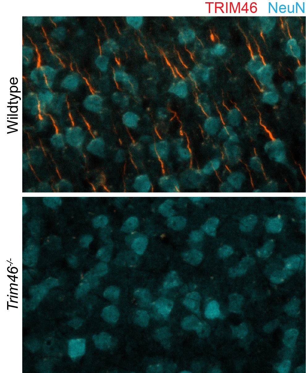 TRIM46 Recombinant Guinea pig - image 4