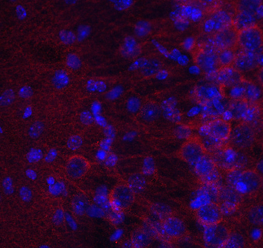 HSP90 beta Polyclonal rabbit purified antibody - image 3