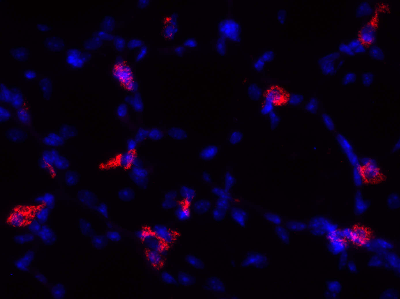 LAMP3, Polyclonal Guinea pig antiserum