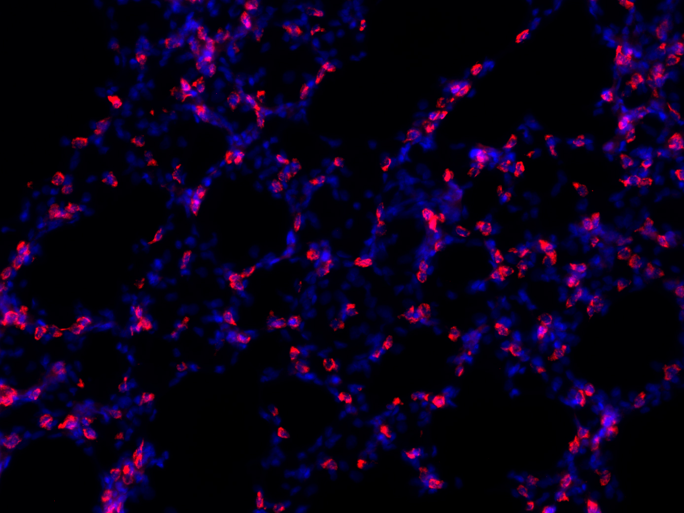 LAMP3, Polyclonal Guinea pig antiserum