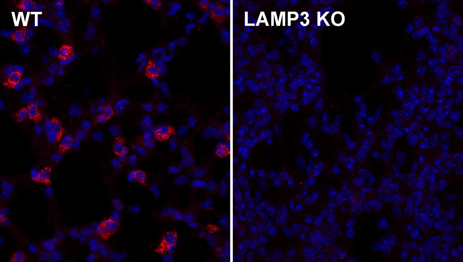 LAMP3, Polyclonal Guinea pig antiserum
