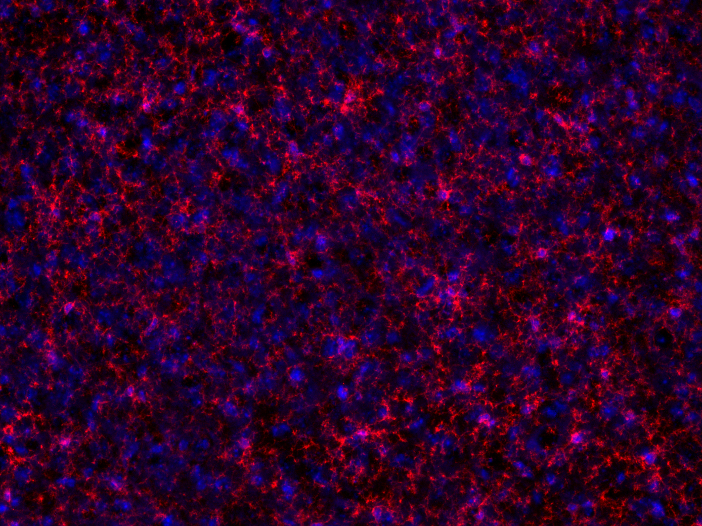 TMEM119 Recombinant rabbit - image 1