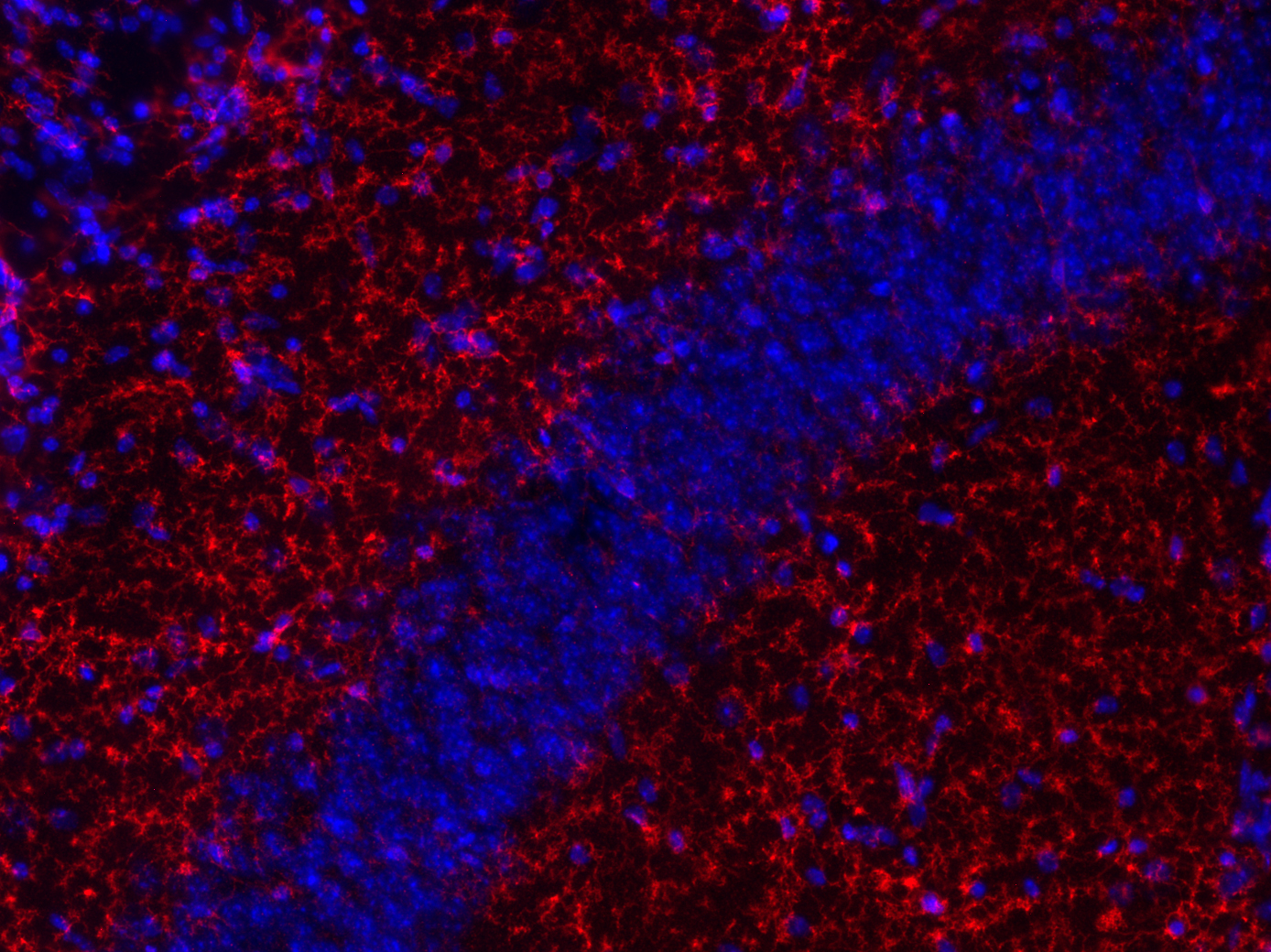 TMEM119 Recombinant rabbit - image 2