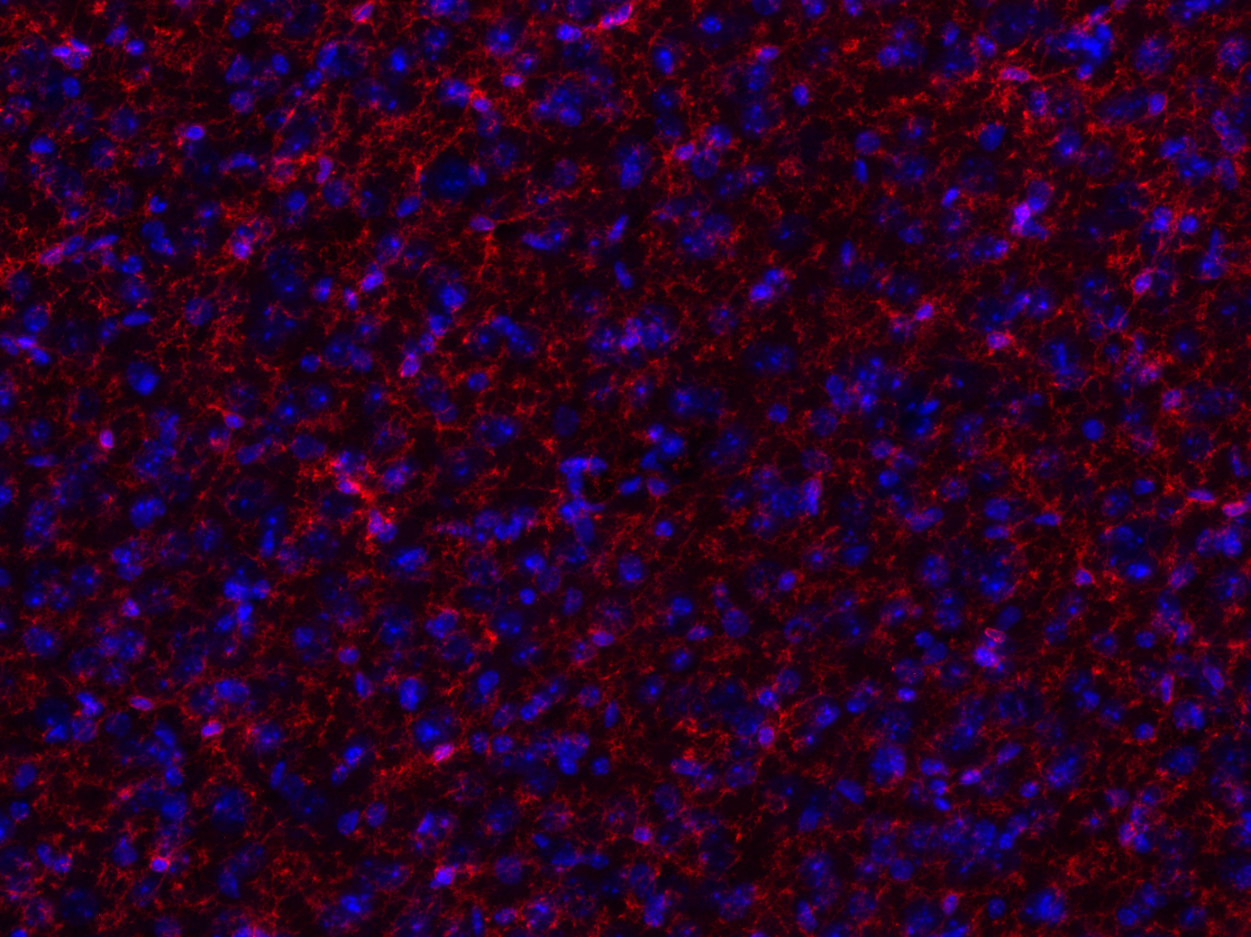 TMEM119, Recombinant chicken