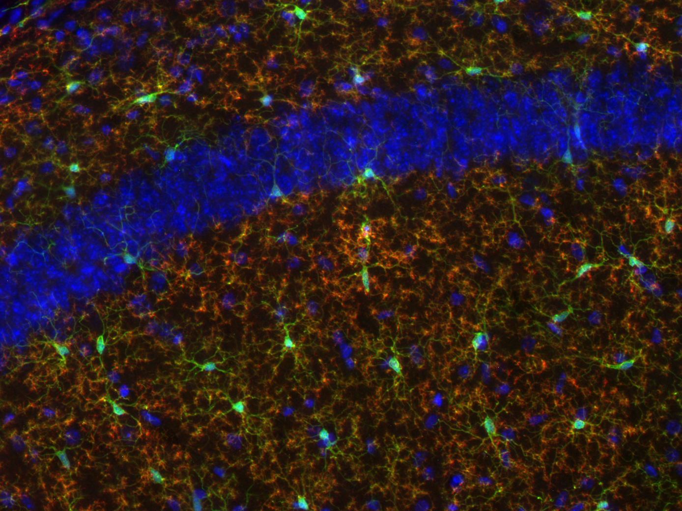 TMEM119, Recombinant chicken