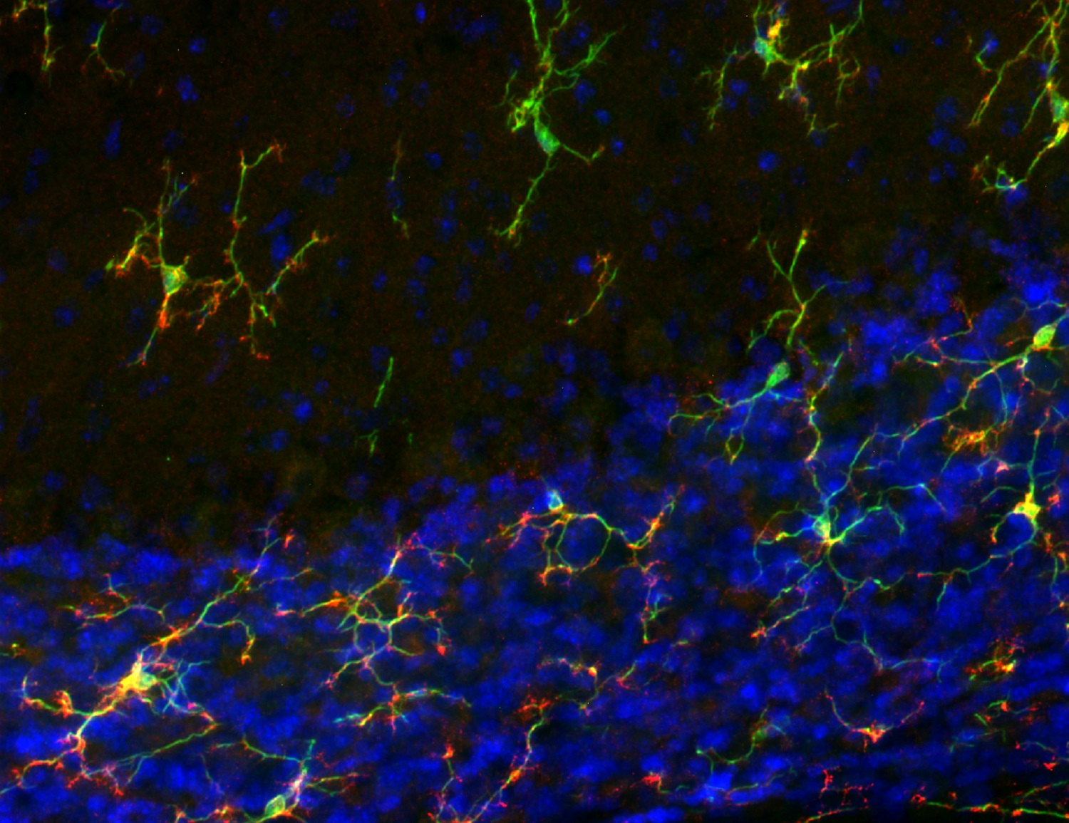 TMEM119, Recombinant chicken