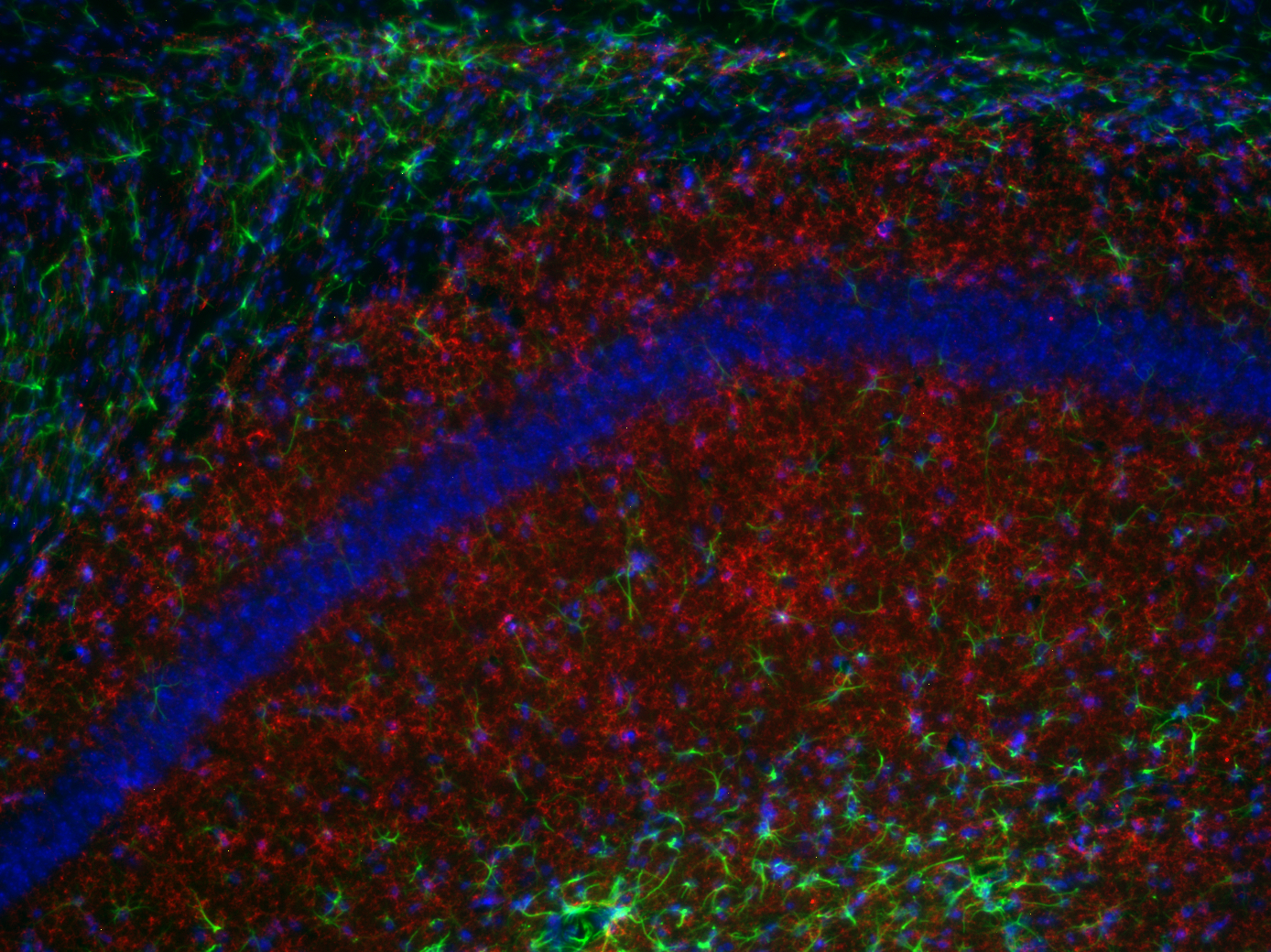 TMEM119, Recombinant chicken