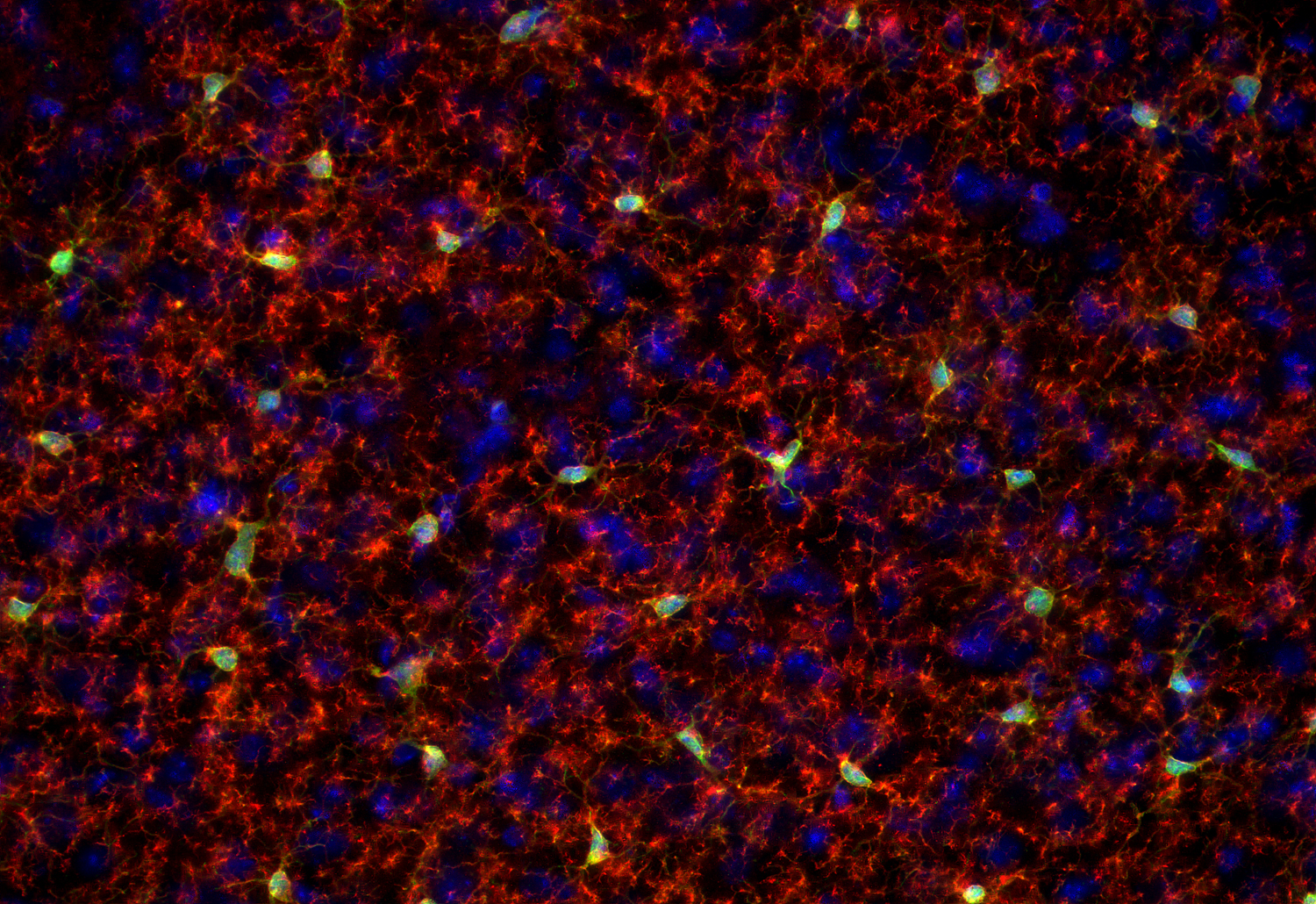 TMEM119 Recombinant Guinea pig - image 1