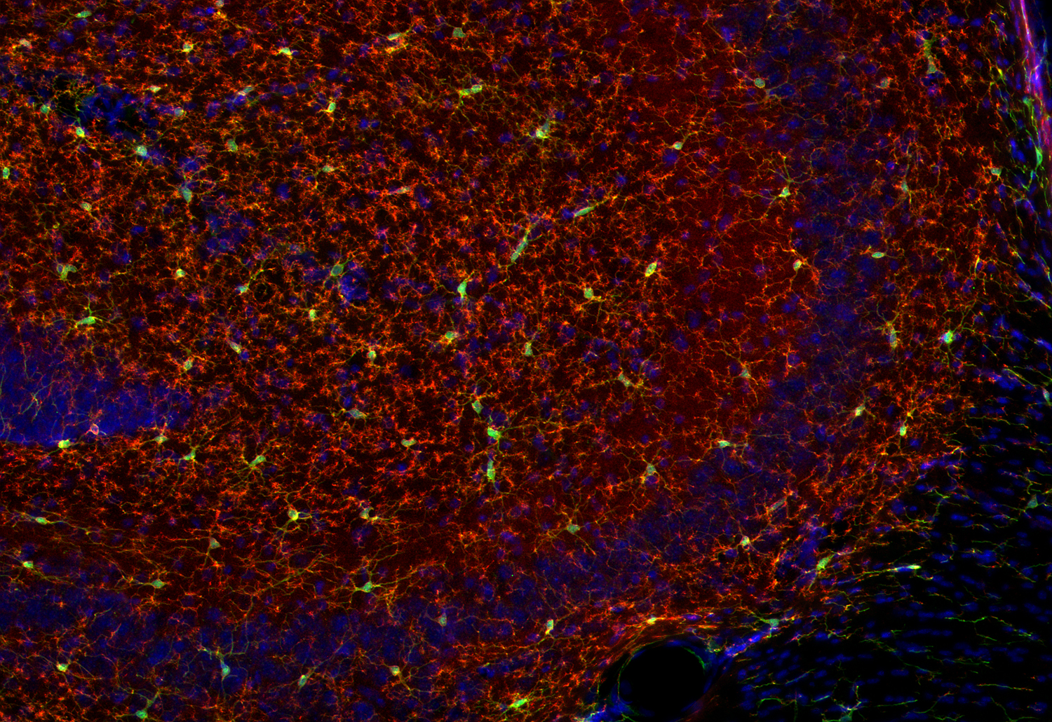 TMEM119 Recombinant Guinea pig - image 2