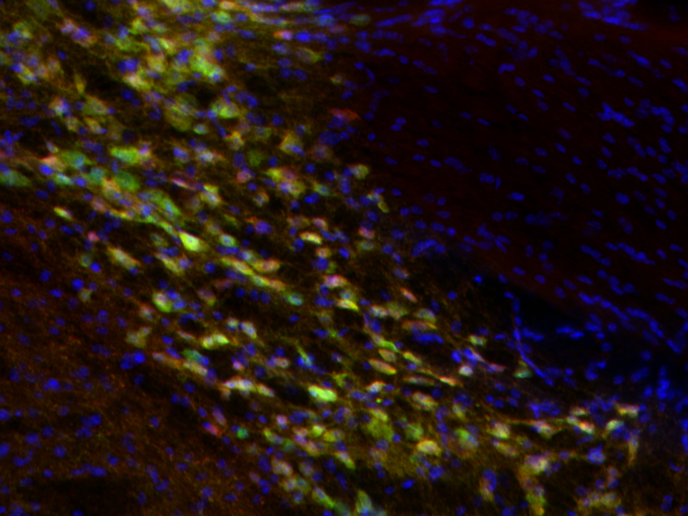 RFP, Recombinant rabbit