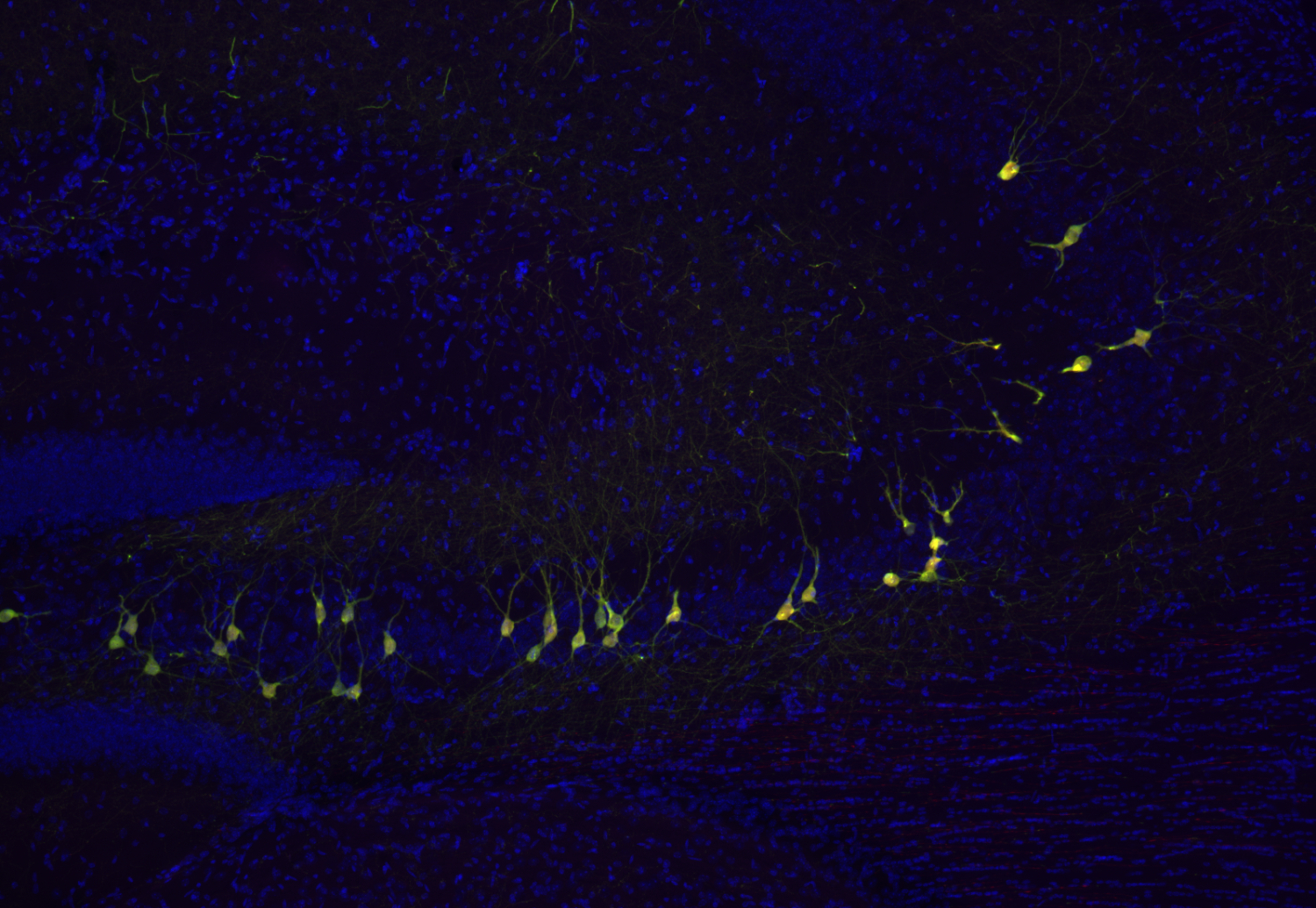 RFP Recombinant chicken - image 5