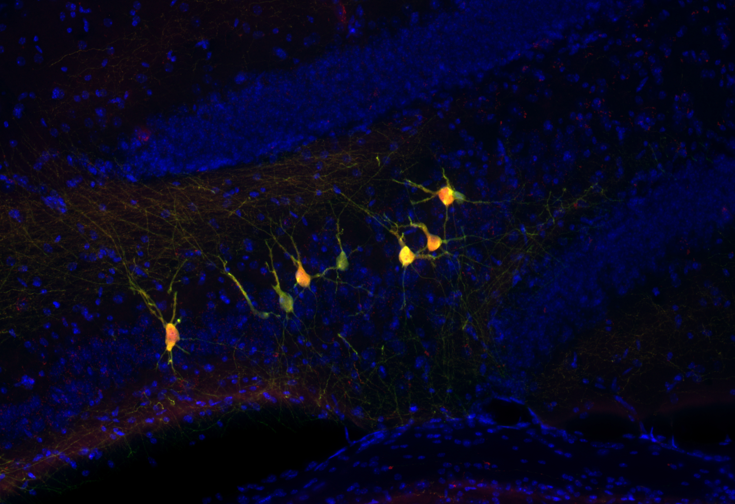 RFP, Recombinant Guinea pig