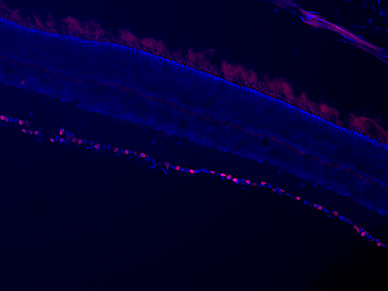Brn3a, Recombinant rabbit