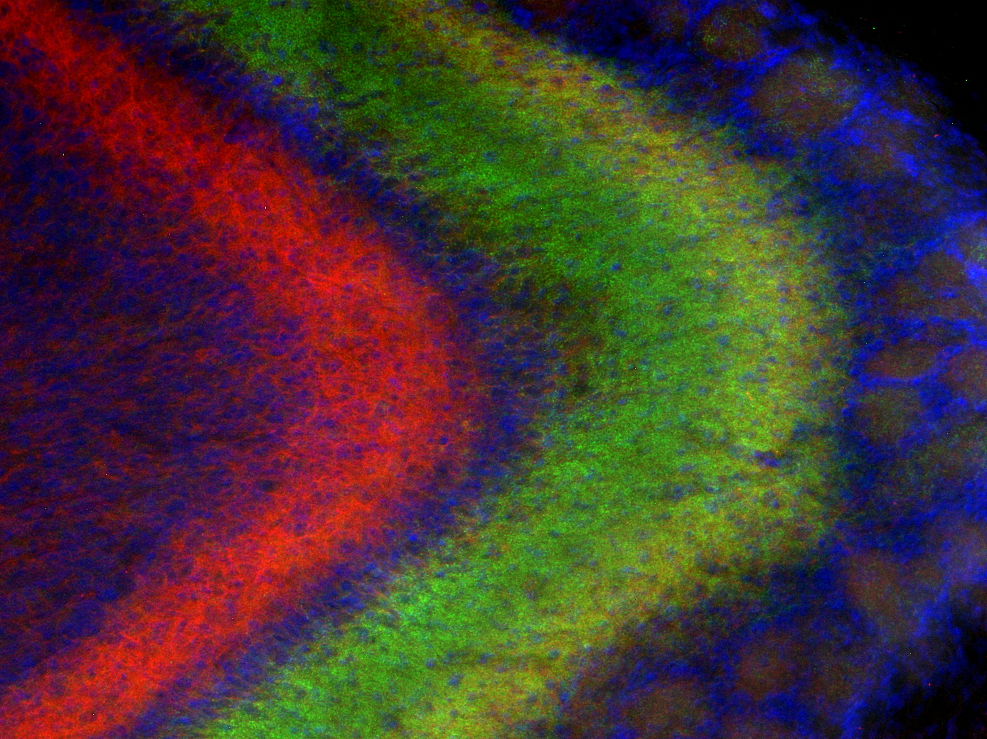 MDGA1 Polyclonal rabbit antiserum - image 4