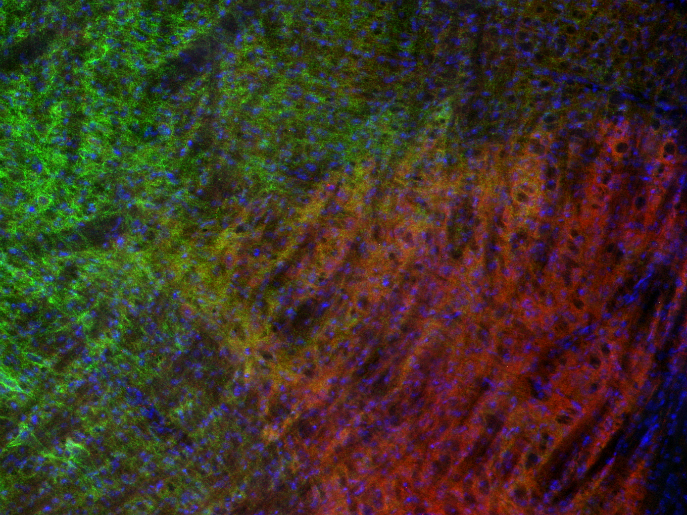 MDGA1 Polyclonal rabbit antiserum - image 5