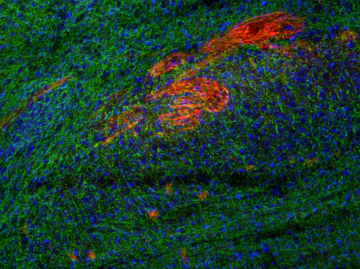 Peripherin1, Polyclonal Guinea pig antiserum