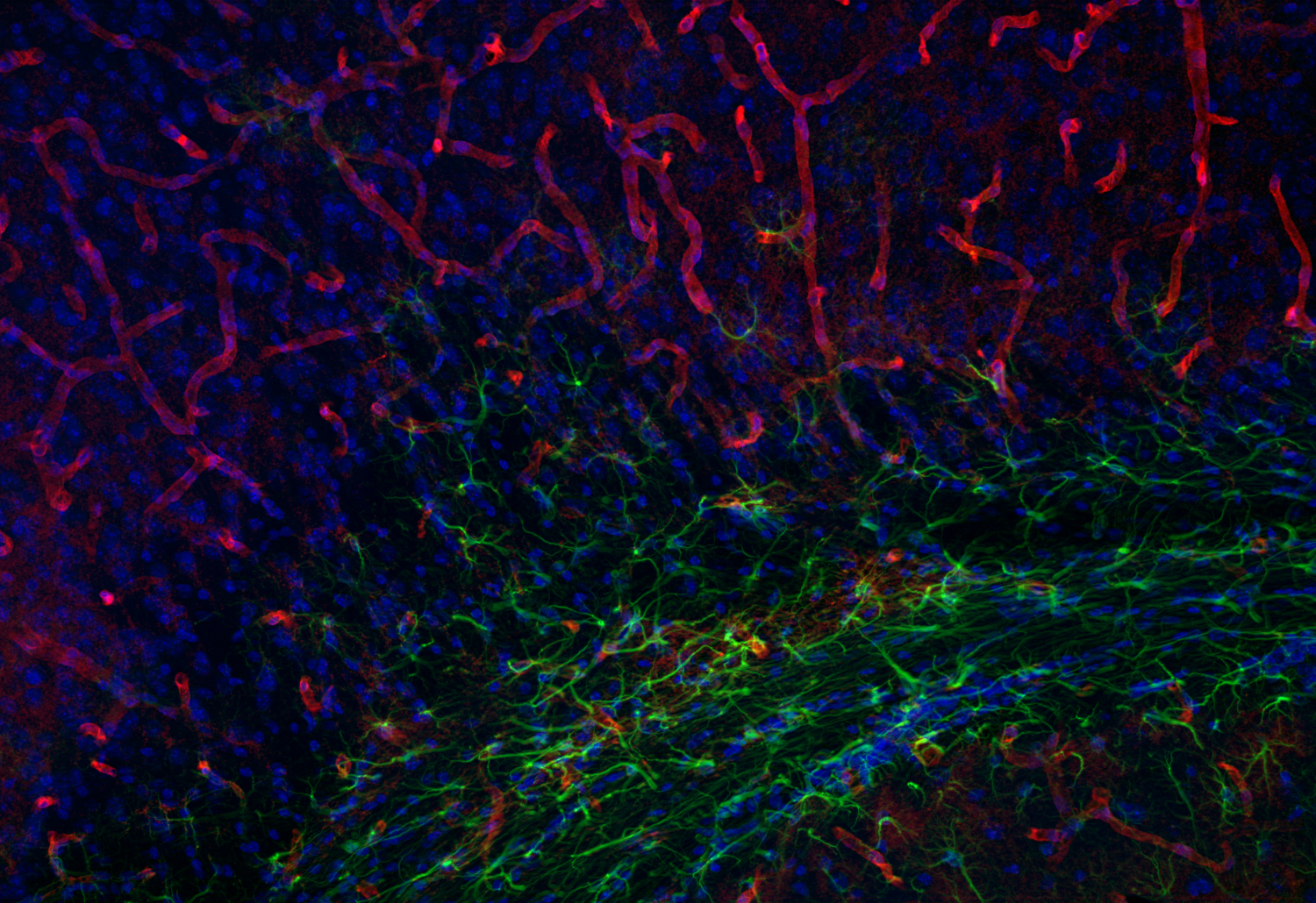 Aquaporin4 Recombinant chicken - image 4