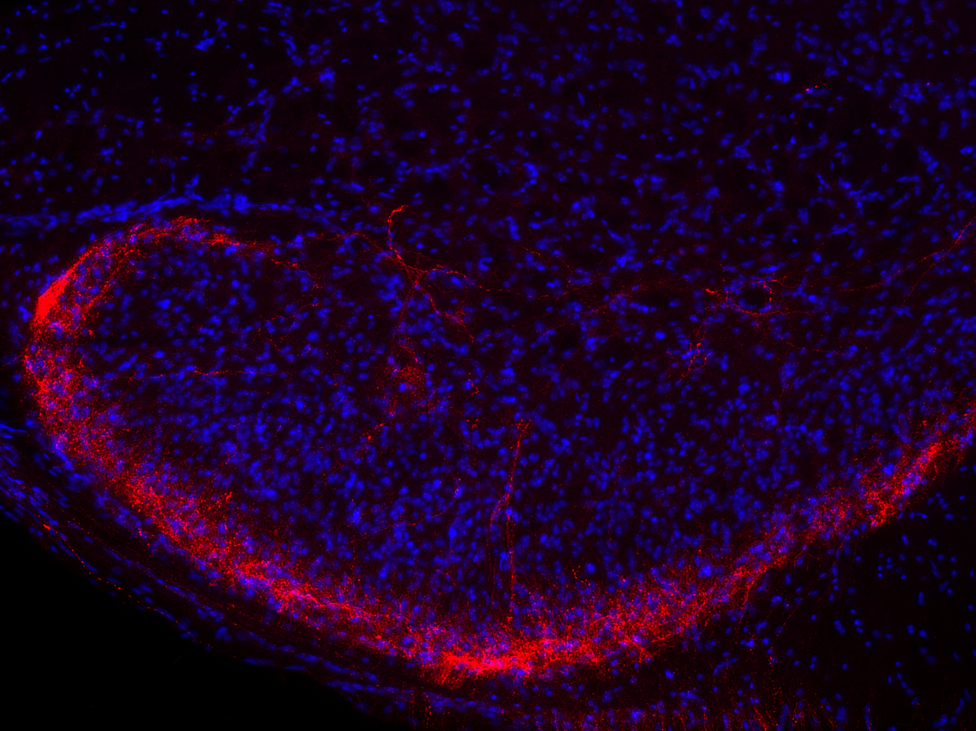 CCK-8, Polyclonal Guinea pig antiserum