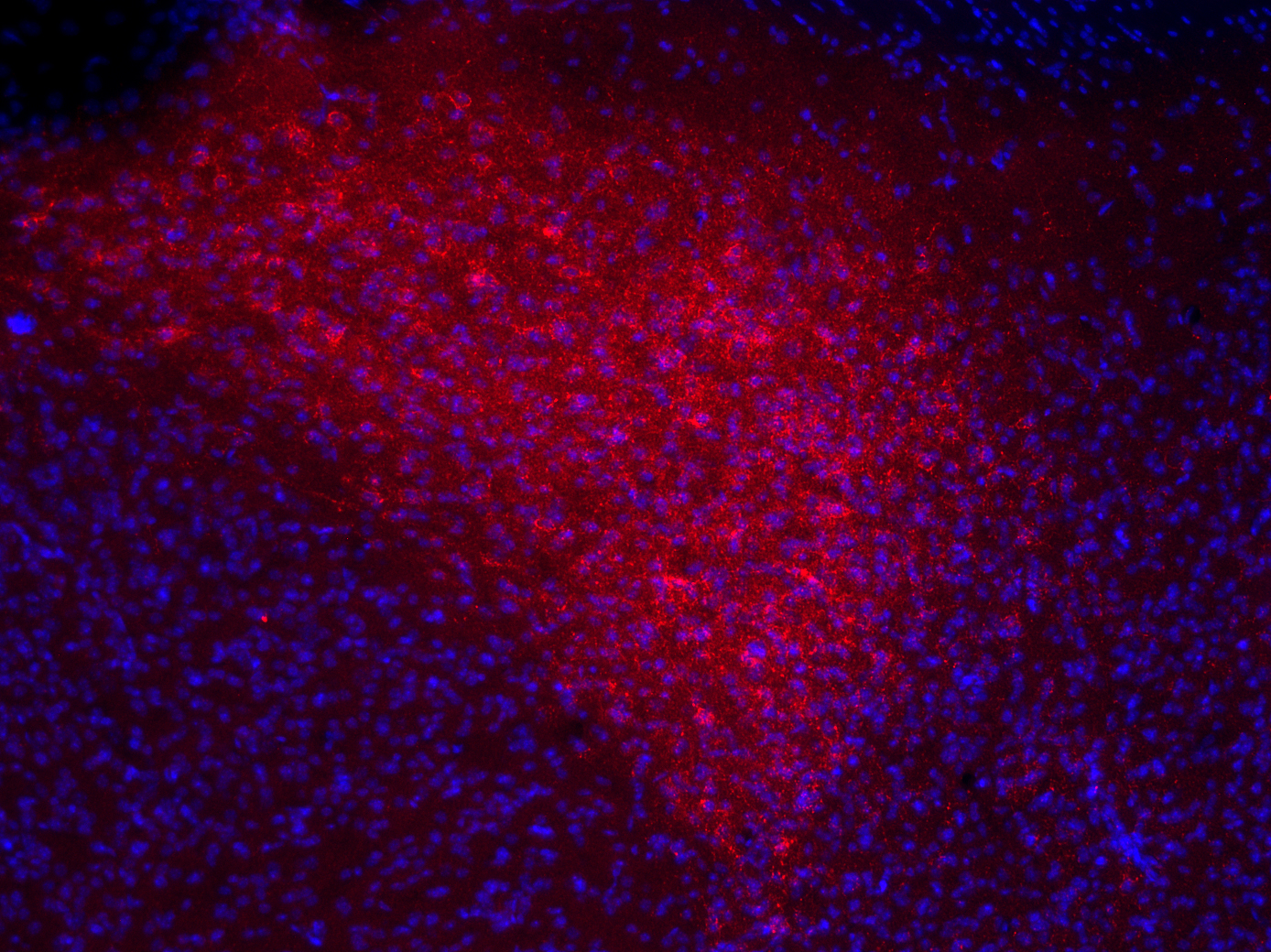 CCK-8, Polyclonal Guinea pig antiserum